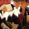 One minute he's fast asleep, the next he's wide awake.  Cats!