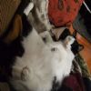 Okay so he's actually not fat at all, he's a very small kitty, but his pose here with all that white fur and the camera angle, yeah, looks like he ate a small dog.  Or Commodore!  I haven't seen him in a while ...